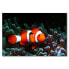 Фото #1 товара Leinwandbild Nemo