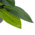 Фото #4 товара Декоративное растение 50 x 45 x 48 cm Зеленый PVC