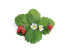 Véritable 3760262511368 - Edible plant - Strawberry - Refill - Slow grower (8-12 weeks)