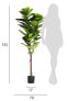 Kunstpflanze Ficus 155 cm