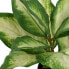 Фото #4 товара Декоративное растение полиэтилен PEVA Dieffenbachia 42 x 42 x 52 cm
