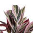 Decorative Plant 44 x 39 x 48 cm Pink Green PVC