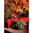 RIVIERA EVA-Blumenkasten Set mit 2 Pflanzgefen Kunststoff 57 cm Rot