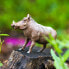 Фото #6 товара Фигурка Safari Ltd Warthog Figure Wild Safari (Дикая Сафари).