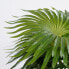 Фото #6 товара Kunstpflanze Palmen