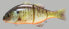 Jackall GANTAREL JR. Hard Swim Baits (JGANTJR-RTB) Fishing