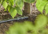 Фото #2 товара Gardena 13220-20 - Joint connector - Drip irrigation system - Plastic - Black - Male/Female - 13 - 16 mm
