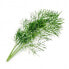 Фото #3 товара Véritable 3760262511061 - Edible plant - Dill - Refill - Fast grower (3-5 weeks)