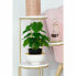 Decorative Plant DKD Home Decor PVC polypropylene 20 x 20 x 30 cm