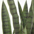 Фото #7 товара Kunstpflanze Sansevieria Trifasciata