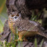 SAFARI LTD Eagle Owl Figure