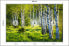 Фото #20 товара Fototapete BIRKEN Bäume Wald Natur 3D