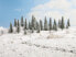 Фото #1 товара NOCH Snowy Fir Trees - Green