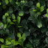 Фото #4 товара Pflanzenwand Boxwood