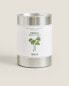 Фото #1 товара Aromatic parsley garden seed tin kit