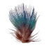 BAETIS Peacock Feather