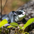 Фото #7 товара SAFARI LTD Sugar Glider Figure