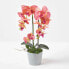 Фото #5 товара Künstliche pfirsichfarbene Phalaenopsis