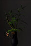 Фото #9 товара Аксессуары для цветов Villeroy & Boch Manufacture Collier Набор ваз Carré 3 шт.