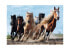 Фото #2 товара Puzzle Galoppierende Pferde 1000 Teile