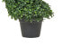 Фото #4 товара Kunstpflanze BUXUS SPIRAL TREE