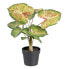 Фото #1 товара Декоративное растение 48 x 46 x 55 cm Красный Зеленый PVC