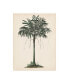 Фото #1 товара Melissa Wang Palm Tree Study II Canvas Art - 19.5" x 26"
