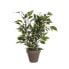 Фото #1 товара Декоративное растение Mica Decorations 4 x 11,5 cm Керамика PVC фикус