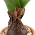 Фото #3 товара Декоративное растение полиэстер полиэтилен Железо меламин 9,5 x 9,5 x 29 cm