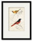 Фото #1 товара D'Orbigny Birds VIII 16" x 20" Framed and Matted Art