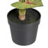 Фото #2 товара Декоративное растение Красный Зеленый PVC 40 x 35 x 55 cm