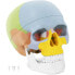 Фото #1 товара Обучающий материал для школы Physa Модель анатомической человеческой черепа, цветная в масштабе 1:1 + Зубы 3 шт.