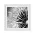 Фото #1 товара Bild Pusteblume Schwarz & Weiß II