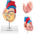 Фото #1 товара Модель для изучения анатомии сердца Physa Human Heart 3D