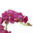 Фото #6 товара Kunstpflanze Phalaenopsis