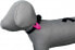 Trixie Adresówka z diodą dla psa, 8 cm