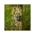 Фото #2 товара Натуральная фотоловушка Camouflage EZ2 Ultra - WildcameraXL