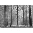 Фото #1 товара Fototapete Wald Baum
