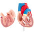 Фото #3 товара Model anatomiczny serca człowieka 3D