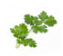 Фото #3 товара Véritable 3760262511023 - Edible plant - Parsley - Refill - Fast grower (3-5 weeks)