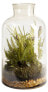 Фото #1 товара Terrarium Fiona