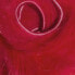 Фото #1 товара BAETIS Hare Ears Feather