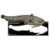 Фото #2 товара HOTSPOT DESIGN Catfish Stickers