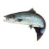 BAETIS Fish Stickers