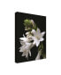 Kurt Shaffer White Hosta Flower Canvas Art - 20" x 25"