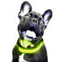 Фото #1 товара FREEDOG LED Collar