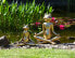 Фото #2 товара Frosch Figur Yoga