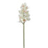 Фото #1 товара Orchidee Cymbidium