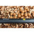 MIVARDI Carbo Throwing Stick XL