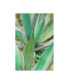 Фото #1 товара Alan Blaustein Agave Succulent #3 Canvas Art - 19.5" x 26"